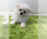 Puppy 4 Pomeranian