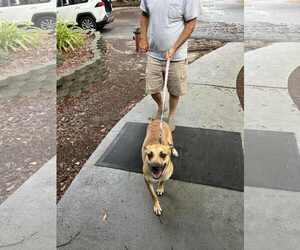 Nala - Female Mutt Dog for Adoption - Photo #2