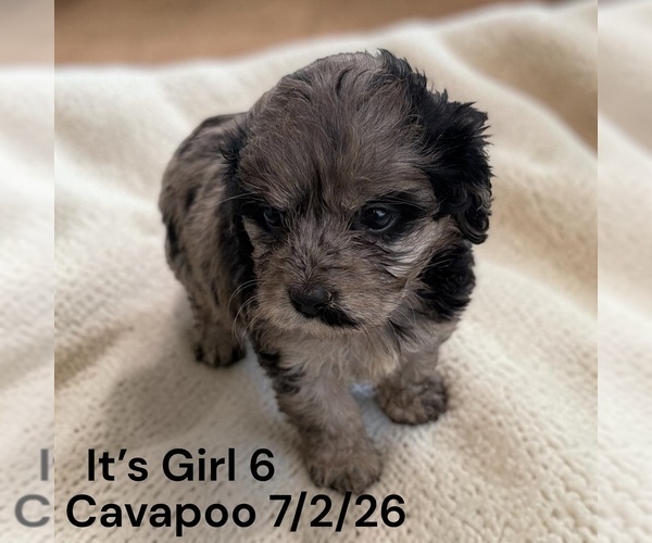 Medium Photo #12 Cavapoo (Miniature) Puppy For Sale in MONTPELIER, OH, USA