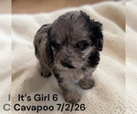 Small #11 Cavapoo (Miniature)