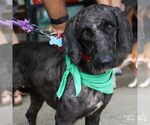 Small #3 Mutt
