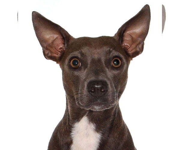 Medium Photo #1 Chiweenie Puppy For Sale in Oakland Park, FL, USA