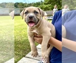 Small #4 American Bully