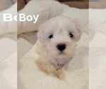 Small Photo #2 Maltipoo Puppy For Sale in SOUTHWICK, MA, USA