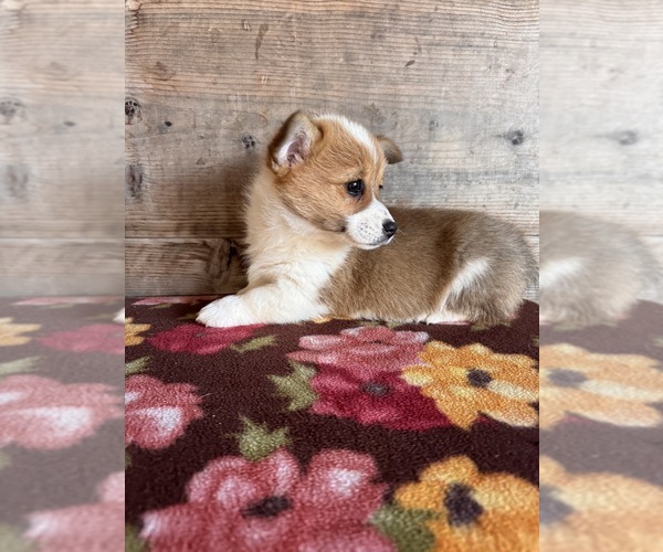 Medium Photo #6 Pembroke Welsh Corgi Puppy For Sale in VERMONTVILLE, MI, USA