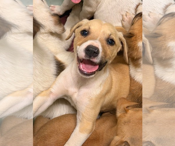 Medium Photo #1 Jack Russell Terrier-Parson Russell Terrier Mix Puppy For Sale in Holly Springs, NC, USA
