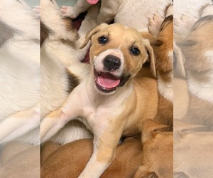 Jack Russell Terrier-Parson Russell Terrier Mix Dogs for adoption in Holly Springs, NC, USA
