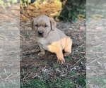 Small Photo #4 Labrador Retriever Puppy For Sale in STEVENS, PA, USA