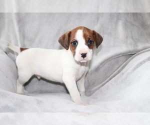 Boxer-Cavalier King Charles Spaniel Mix Puppy for sale in SHILOH, OH, USA