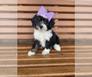 Miniature Australian Shepherd-Poodle (Toy) Mix Puppy for sale in BEECH GROVE, IN, USA