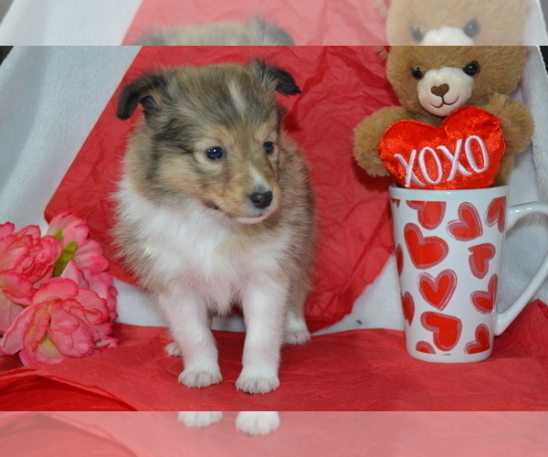 Medium Photo #1 Shetland Sheepdog Puppy For Sale in GREENWOOD, WI, USA