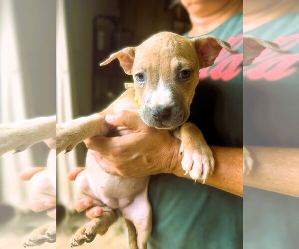 Medium Photo #1 Mutt Puppy For Sale in Jackson, MS, USA