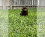Small #6 Newfoundland
