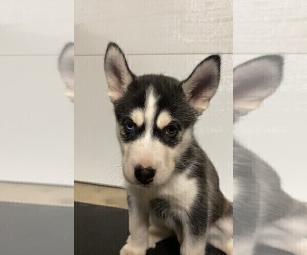 Medium Photo #6 Siberian Husky Puppy For Sale in FLAT ROCK, MI, USA