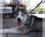 Mika - Female Siberian Husky Dog for Adoption - Small photo