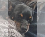 Small #9 Chihuahua Mix