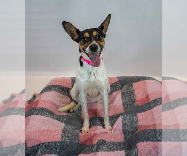 Medium Photo #6 Jack-Rat Terrier Puppy For Sale in Kennesaw, GA, USA