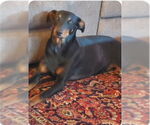 Small Doberman Pinscher Mix