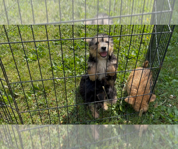 Medium Photo #5 Yo-Chon Puppy For Sale in MOUNT PLEASANT, MI, USA