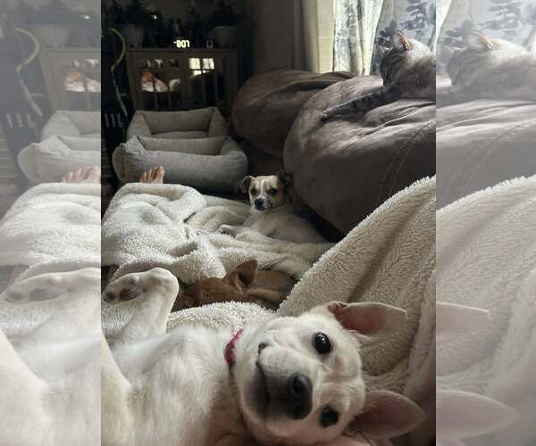 Medium Photo #6 Mutt Puppy For Sale in Woodbury, NY, USA