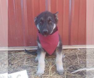 German Shepherd Dog-Siberian Husky Mix Puppy for sale in GARNETT, KS, USA