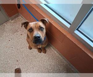 Mutt Dogs for adoption in Pueblo, CO, USA