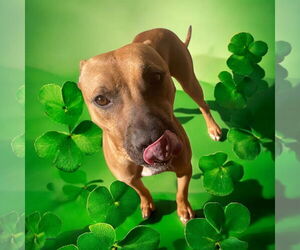 Kylo - Male American Staffordshire Terrier-Boxer Mix Dog for Adoption - Photo #4