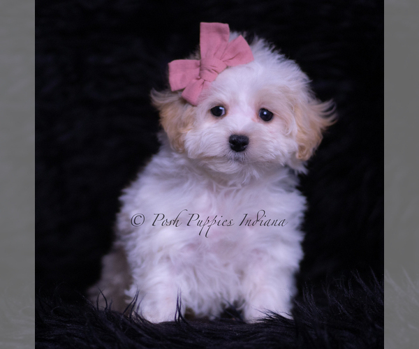 Medium Photo #96 Maltipoo (Miniature) Puppy For Sale in WARSAW, IN, USA