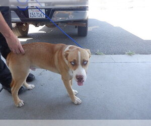 Labrador Retriever-Unknown Mix Dogs for adoption in Oroville, CA, USA