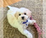 Small #1 Maltese-Poodle (Standard) Mix