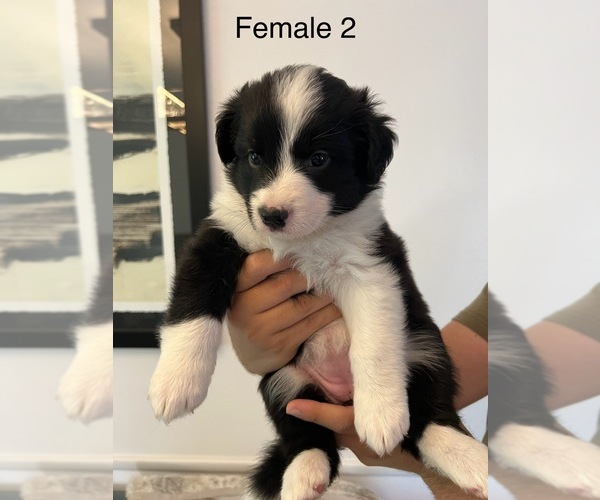 Medium Photo #33 Border-Aussie Puppy For Sale in GLENDORA, CA, USA
