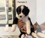 Puppy Female 2 Border-Aussie