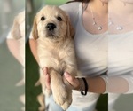 Small #5 Golden Retriever