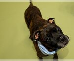 Small #3 Boxer Mix