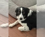 Small #1 Australian Shepherd