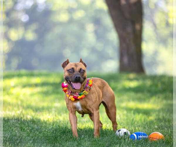 Medium Photo #4 Mutt Puppy For Sale in Unionville, PA, USA