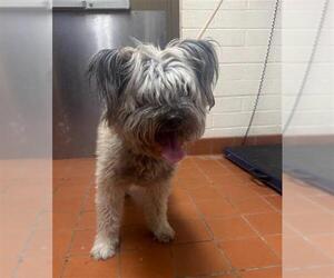 Skye Terrier-Unknown Mix Dogs for adoption in Camarillo, CA, USA