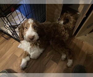 Cock-A-Poo Puppy for sale in SUGARCREEK, OH, USA