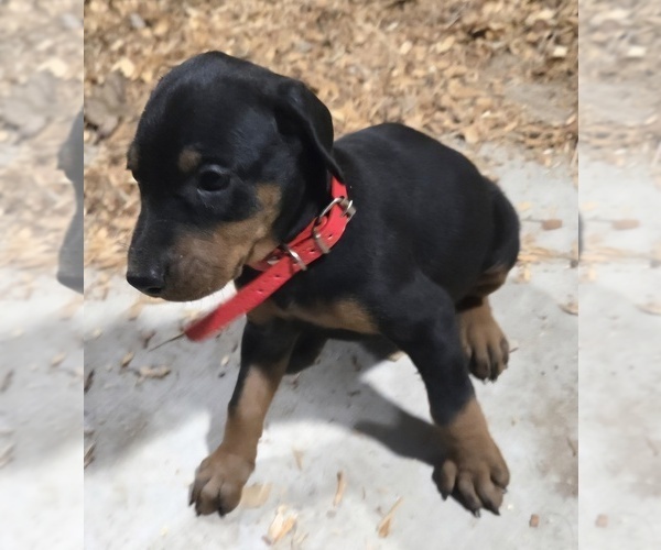 Medium Photo #24 Doberman Pinscher Puppy For Sale in BEGGS, OK, USA