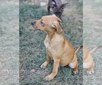 Small #3 Labrador Retriever Mix