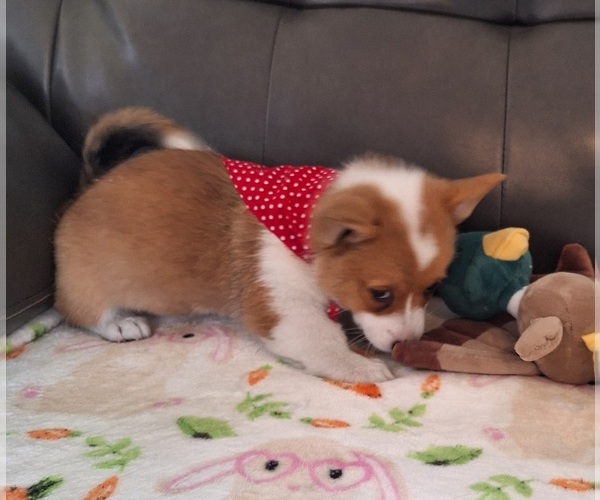 Medium Photo #3 Pembroke Welsh Corgi Puppy For Sale in ARROYO GRANDE, CA, USA