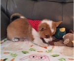 Small #2 Pembroke Welsh Corgi