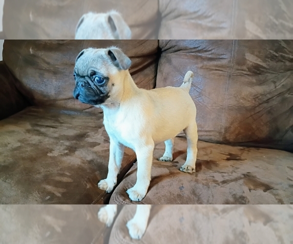 Medium Photo #4 Pug Puppy For Sale in SAINT PAUL, MN, USA