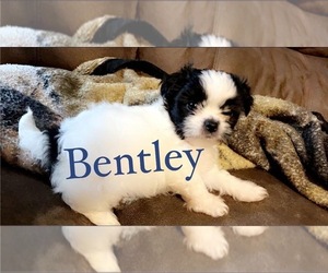 Shih Tzu Puppy for sale in BEAUMONT, TX, USA