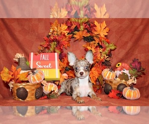 Medium Chihuahua