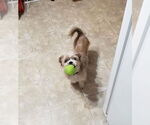 Small #8 Mutt