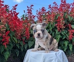 Small #5 Faux Frenchbo Bulldog