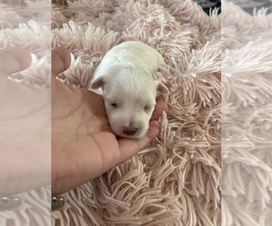 Maltese Puppy for sale in SAN ANTONIO, TX, USA