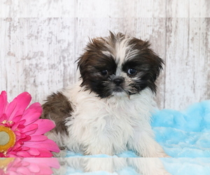 Shih Tzu Puppy for sale in SHILOH, OH, USA