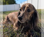 Small Photo #8 Dachshund Puppy For Sale in Shelbyville, TN, USA